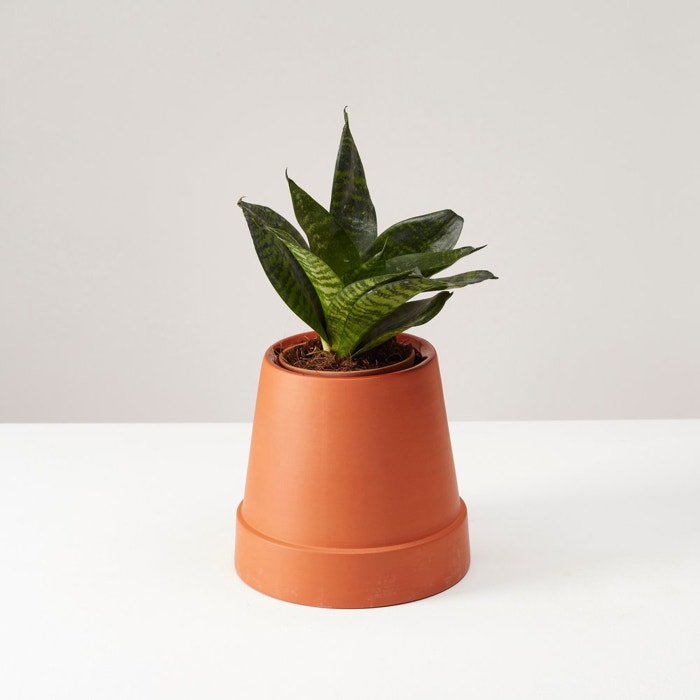 Flipped Planter - Terracotta bloempot - Ø 8.5 cm - 15.5 cm 