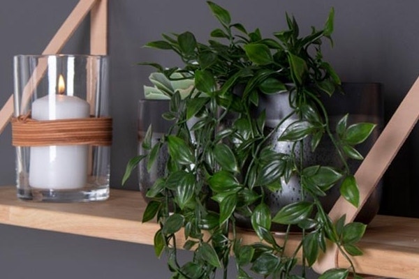 Kamerplanten voor op een wandplank